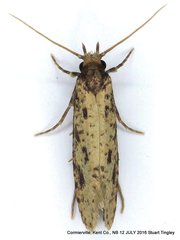 Amydria effrenatella