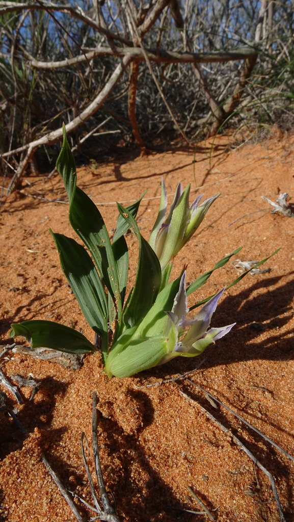 Babiana virescens, South Africa