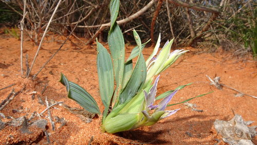 Image of Babiana virescens by (c) Paul Emms, some rights reserved (CC BY-SA)