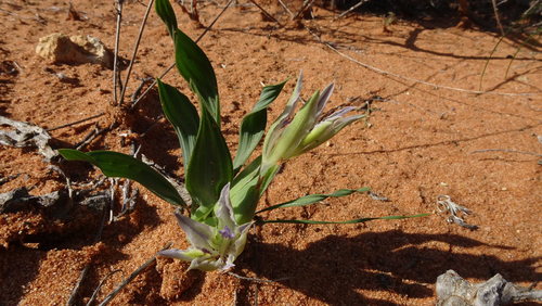 Image of Babiana virescens by (c) Paul Emms, some rights reserved (CC BY-SA)