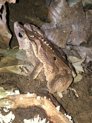 Rhinella roqueana