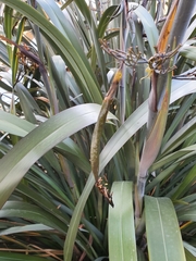 Phormium