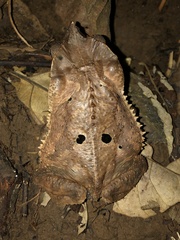 Rhinella roqueana