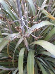 Phormium