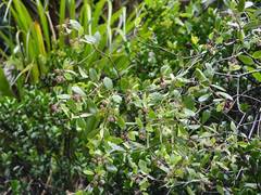 Pittosporum cornifolium