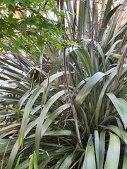 Phormium