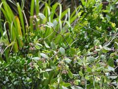 Pittosporum cornifolium