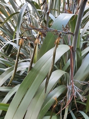Phormium