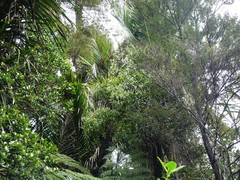 Pittosporum cornifolium