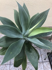 Agave