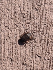 Apateticus marginiventris