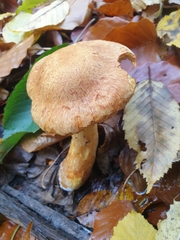 Gymnopilus junonius