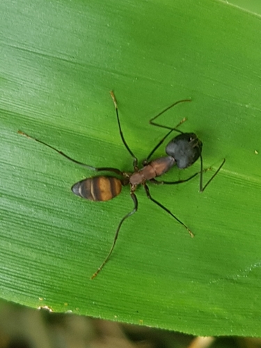 Camponotus amoris