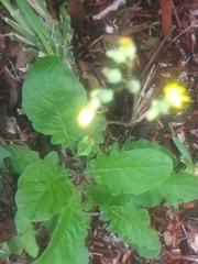 Youngia japonica image