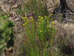 Chrysocoma coma-aurea