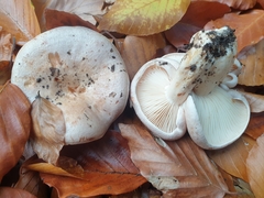 Lactarius pallidus
