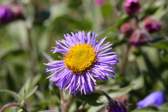 Erigeron subtrinervis