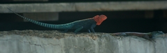 Agama kirkii