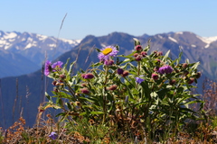 Erigeron subtrinervis