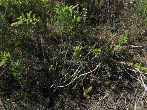 Image of Aspalathus divaricata by (c) Jeremy Gilmore, some rights reserved (CC BY)