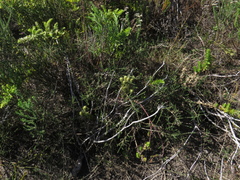 Aspalathus divaricata