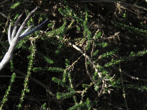 Image of Aspalathus divaricata by (c) Jeremy Gilmore, some rights reserved (CC BY)