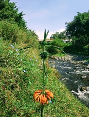 Leonotis nepetifolia