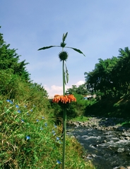 Leonotis nepetifolia