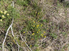 Aspalathus divaricata