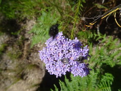 Pseudoselago serrata