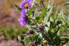 Erigeron subtrinervis