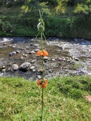 Leonotis nepetifolia
