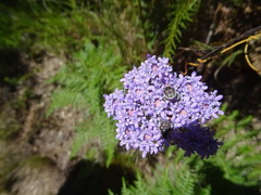 Pseudoselago serrata
