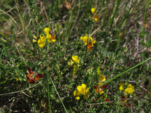 Image of Aspalathus divaricata by (c) Jeremy Gilmore, some rights reserved (CC BY)