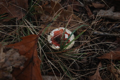 Fungi