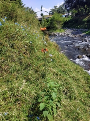 Leonotis nepetifolia