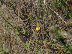 Hermannia multiflora