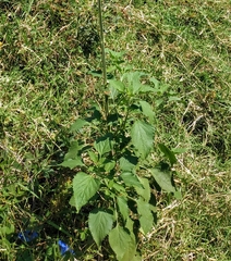 Leonotis nepetifolia