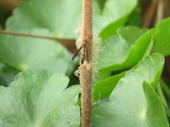 Polistes arizonensis