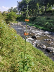 Leonotis nepetifolia
