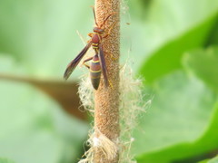Polistes arizonensis