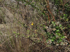 Hermannia multiflora