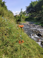 Leonotis nepetifolia
