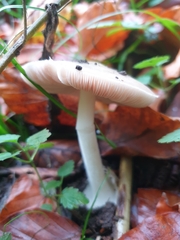 Volvariella murinella