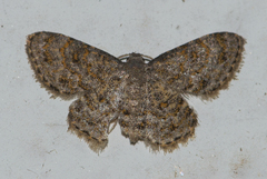 Dischidesia