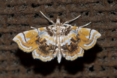 Musotima suffusalis