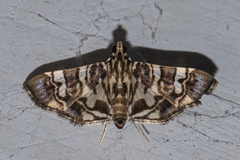 Chabula acamasalis