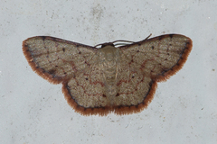Idaea craspedota