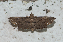 Neomusotima conspurcatalis