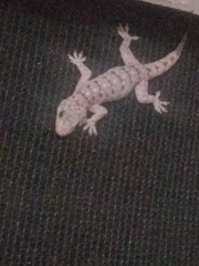 Phyllopezus pollicaris